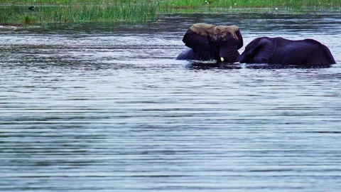 Elephants in Botswana Stock Footage 272282172