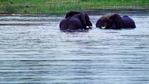 Elephants in Botswana Stock Footage 272283022