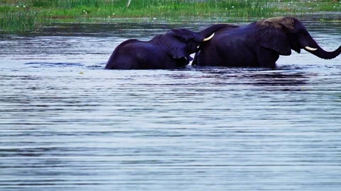Elephants in Botswana Stock Footage 272283231
