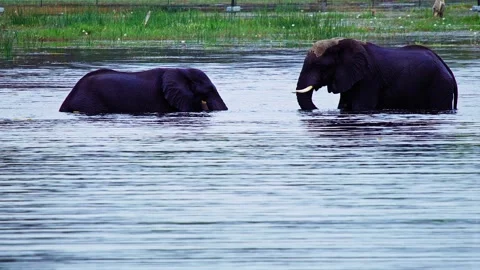 Elephants in Botswana Stock Footage 272284086