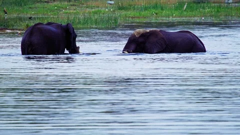 Elephants in Botswana Видео 272285206