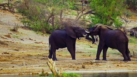 Elephants in Botswana 스톡 동영상 272288770