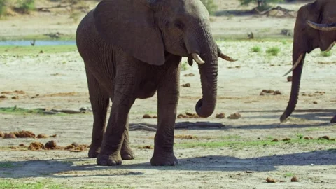 Elephants in Botswana Stock Footage 272292230