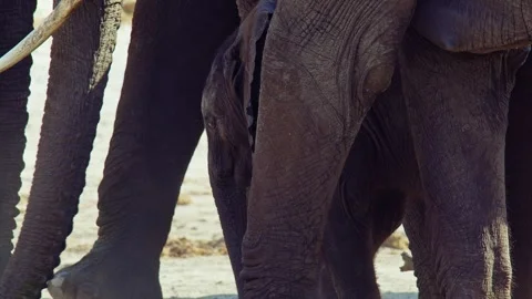 Elephants in Botswana Stock Footage 272293841