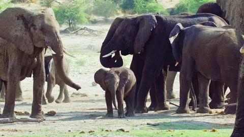 Elephants in Botswana Stock-Footage 272293958