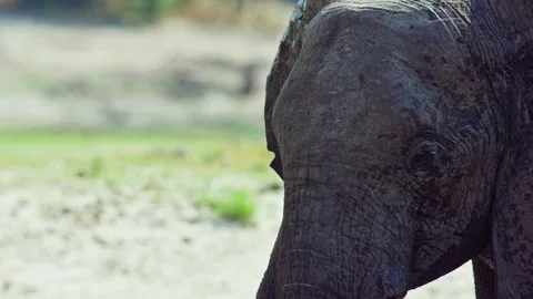 Elephants in Botswana Stock Footage 272295047