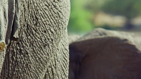 Elephants in Botswana Stock Footage 272296024