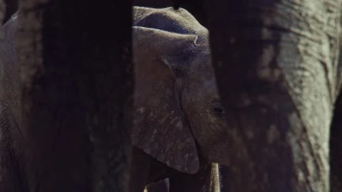 Elephants in Botswana Stock Footage 272296427