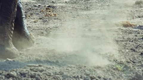 Elephants in Botswana Видео 272296902