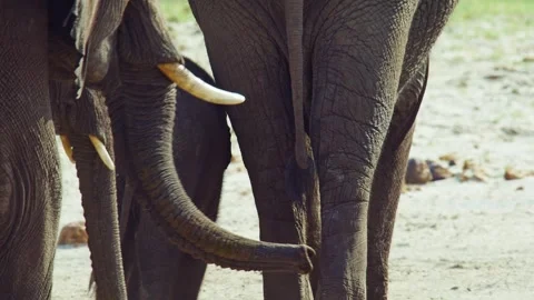 Elephants in Botswana Stock Footage 272297332