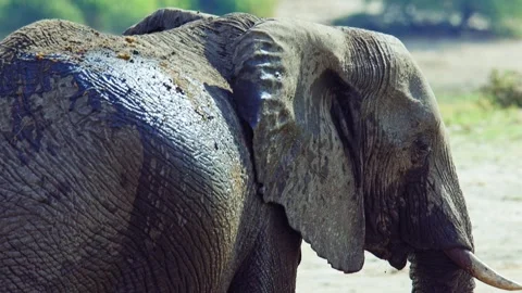 Elephants in Botswana Stock Footage 272297748