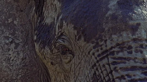 Elephants in Botswana Stock Footage 272299471