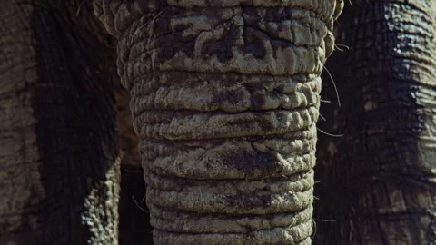 Elephants in Botswana Stock Footage 272299933