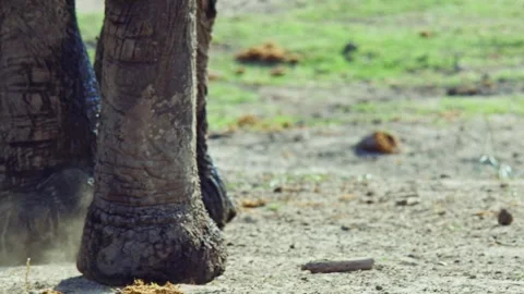 Elephants in Botswana Stock Footage 272301492