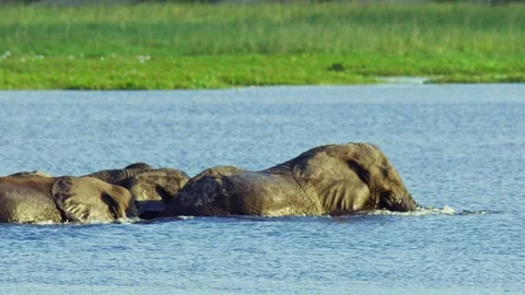 Elephants in Botswana Видео 272301533