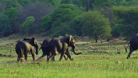 Elephants in Botswana Stock Footage 272301785