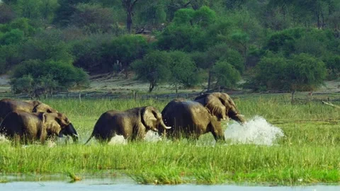 Elephants in Botswana Stock Footage 272302142