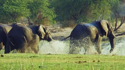 Elephants in Botswana Stock Footage 272303104