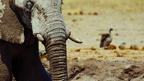 Elephants in Botswana Stock-Footage 272303455