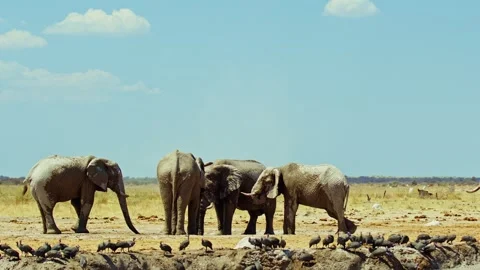 Elephants in Botswana Stock Footage 272303836
