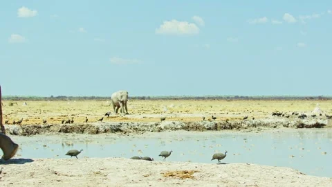 Elephants in Botswana Stock Footage 272304525