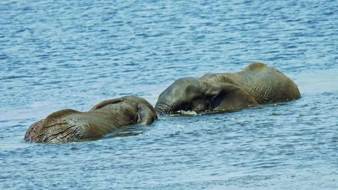Elephants in Botswana Stock Footage 272305216