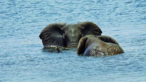 Elephants in Botswana Stock Footage 272305719