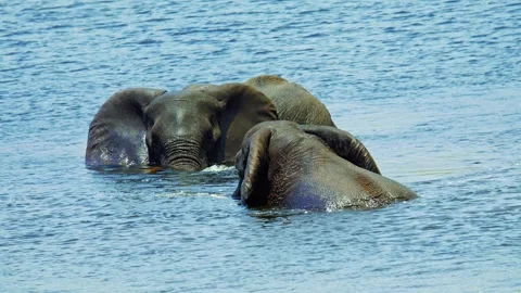 Elephants in Botswana Stock Footage 272306465