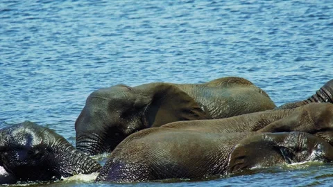 Elephants in Botswana Stock Footage 272307075