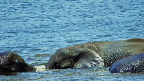 Elephants in Botswana Stock Footage 272307604