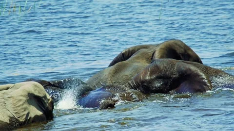 Elephants in Botswana Stock Footage 272307735