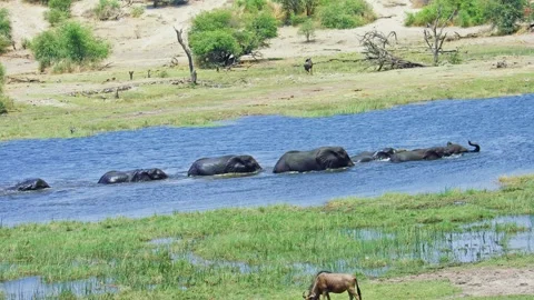 Elephants in Botswana Stock Footage 272308668