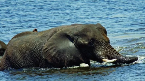 Elephants in Botswana Stock Footage 272308876