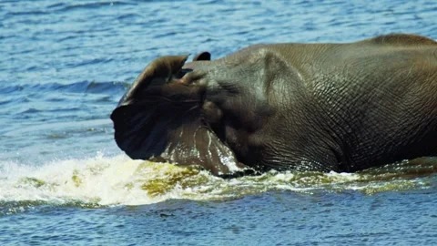 Elephants in Botswana Stock Footage 272309116
