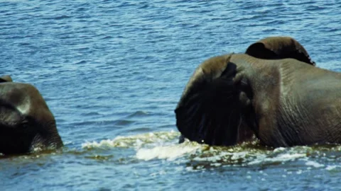 Elephants in Botswana Stock Footage 272309708