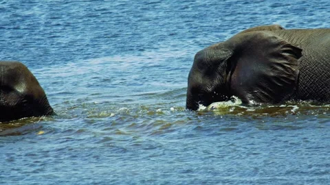 Elephants in Botswana Stock Footage 272309825