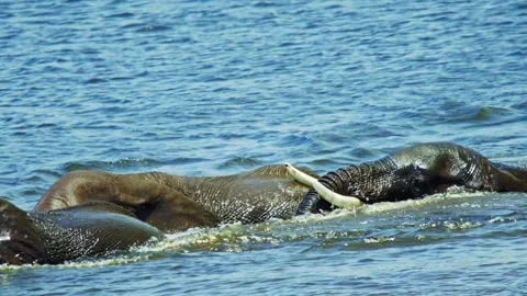Elephants in Botswana Stock Footage 272311768