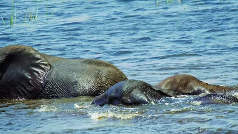 Elephants in Botswana Stock Footage 272312016
