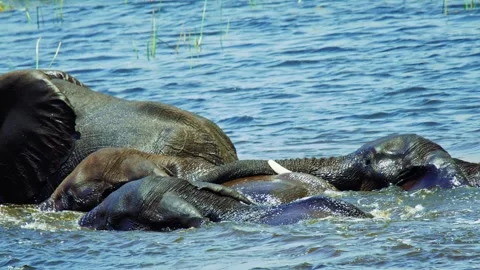 Elephants in Botswana Stock Footage 272312315