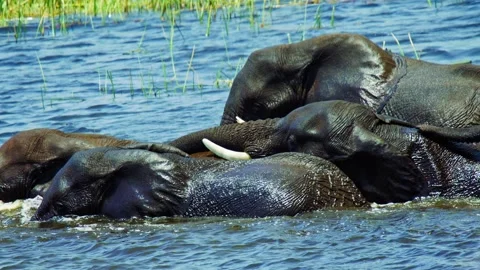 Elephants in Botswana Stock Footage 272312471