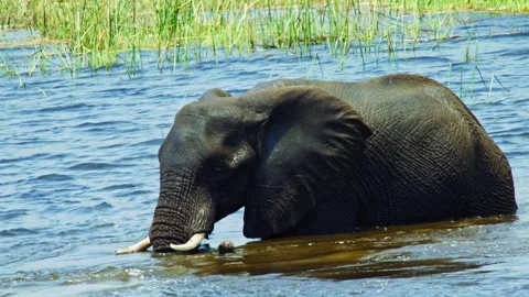 Elephants in Botswana Stock Footage 272312821
