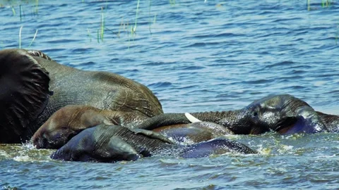 Elephants in Botswana Stock Footage 272313074