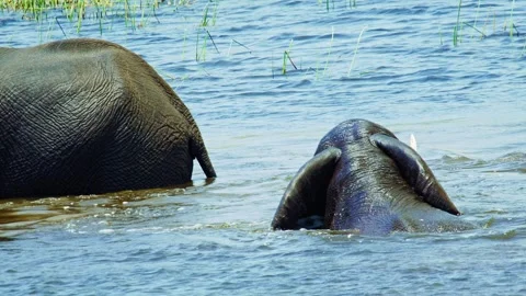 Elephants in Botswana Видео 272314058