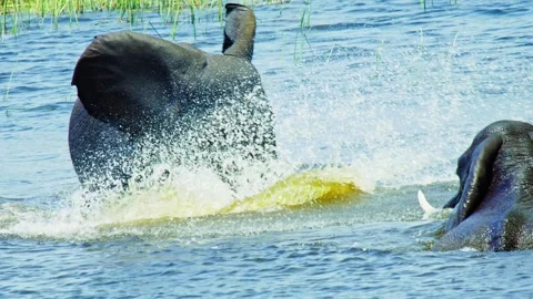 Elephants in Botswana Stock Footage 272314716