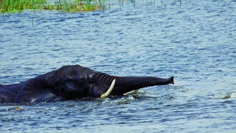Elephants in Botswana Stock Footage 272315535