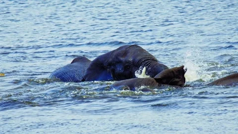 Elephants in Botswana Stock Footage 272316574