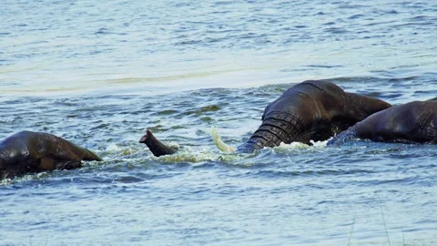 Elephants in Botswana Video stock 272317430