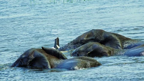 Elephants in Botswana Stock Footage 272319009