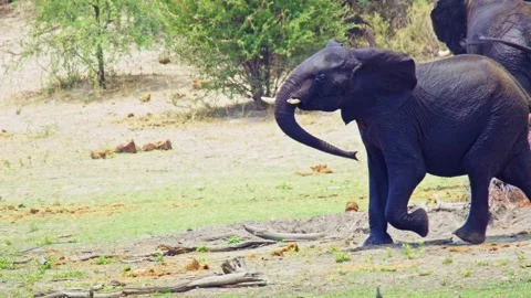 Elephants in Botswana Stock Footage 272319363