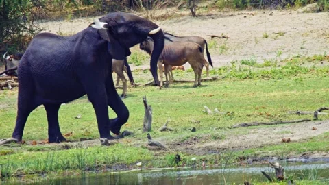 Elephants in Botswana Stock Footage 272322291